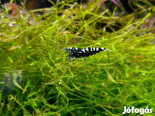 Black galaxy garnéla