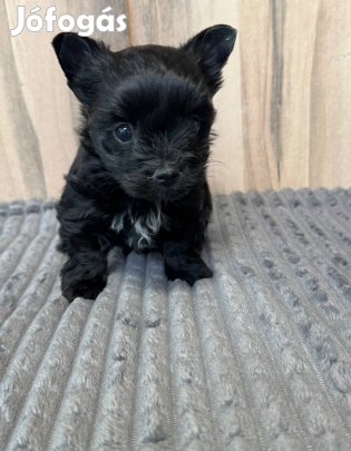 Black yorki lány