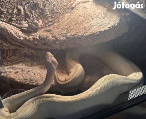 Blackhead yellowbelly spark királypiton