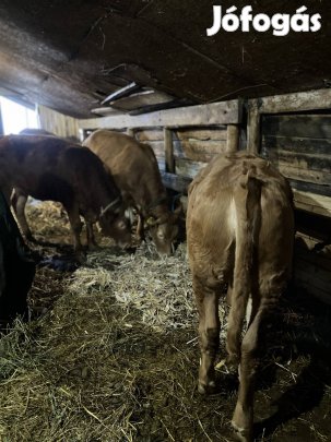 Blonde üszők eladók!