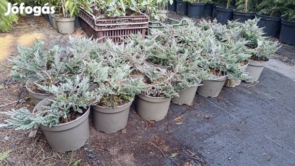 Blue Chip terülő tuja