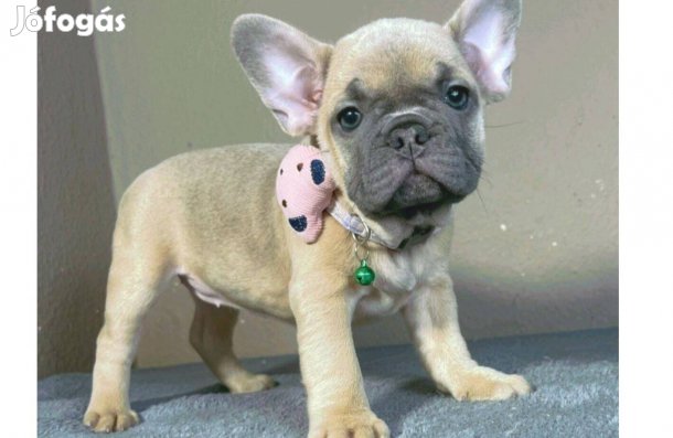 Blue fawn francia bulldog lány