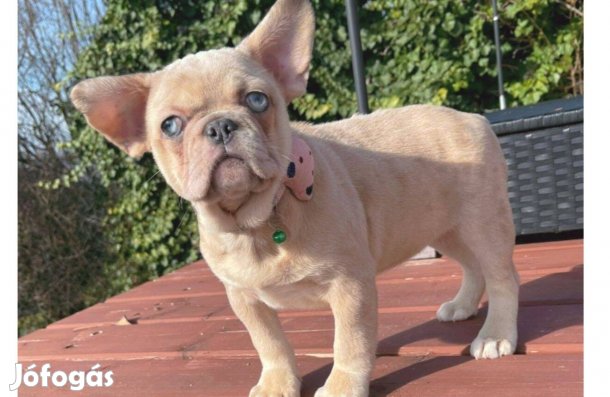 Blue fawn francia bulldog lány