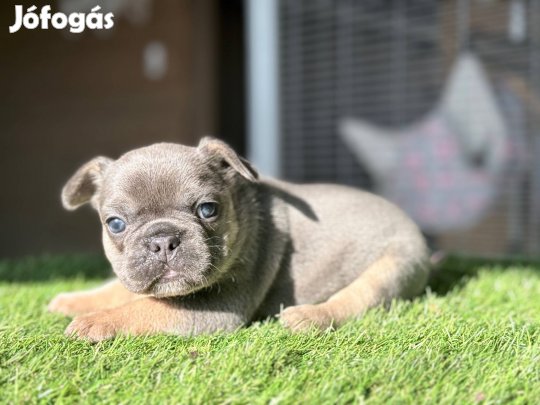 Blue/kék tan francia bulldog kislány