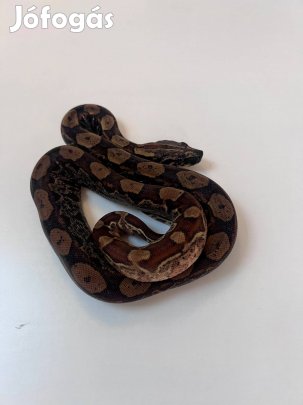 Boa Constrictor Hypo IMG Keltic Het. Sharp