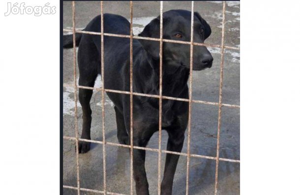 Böbi, 2 éves fekete szépség befogadót keres