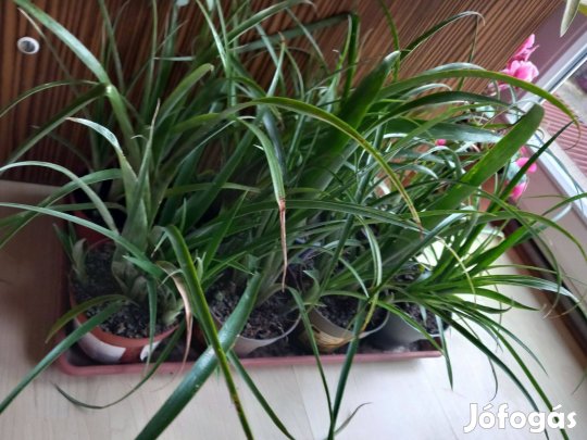 Bókoló bilbergia cserepes bromélia virág