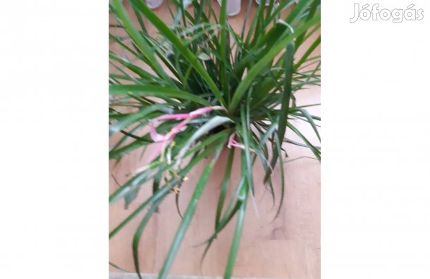 Bókoló billbergia