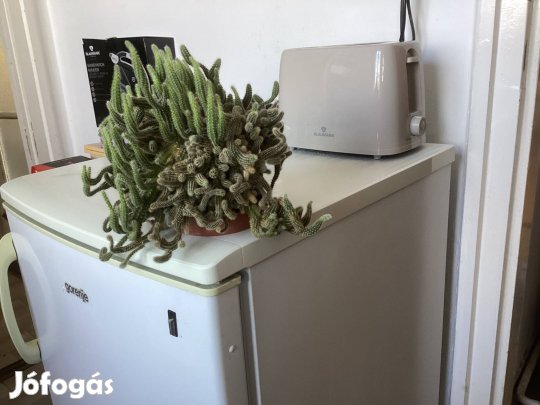 Bokros kígyókaktusz