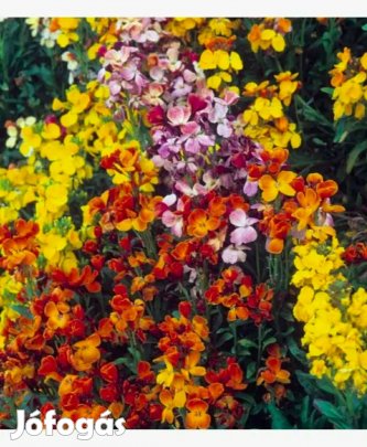 Bokros viola virágmag ilatos
