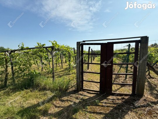 Boncodföldei Nagyhegyen eladó egy Zártkert, szőlő gyümölcsös