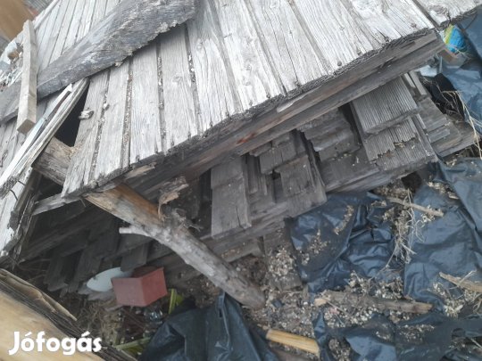 Bordázott fenyő vörös vagy borovi