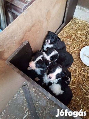 Border Collie fajtatiszta jellegű kiskutyák