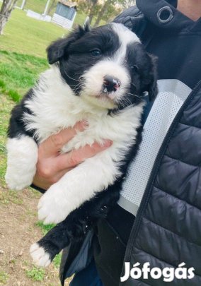 Border Collie kiskutyák eladóak