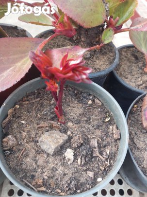 Bordó pünkösdi rózsa most hajt kerti évelő növény