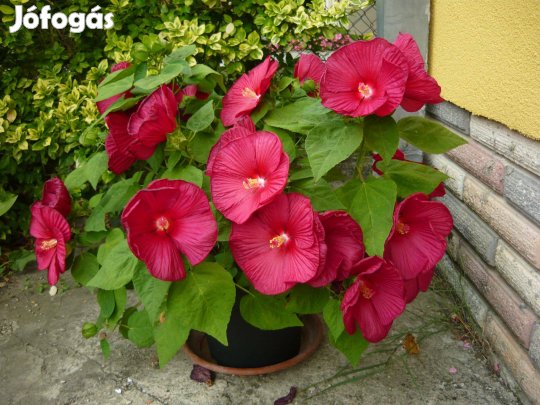 Bordós mocsári hibiszkusz magok 20db