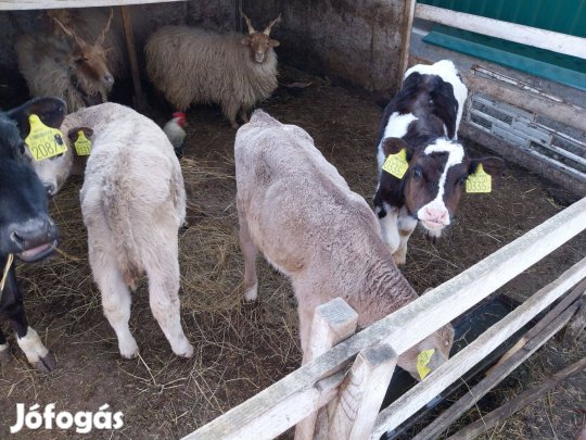 Borjak hortobágyi rackak