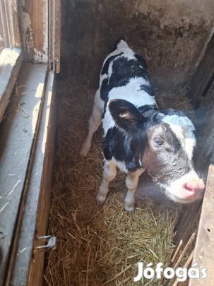 Borjú Nagymágocson eladó.