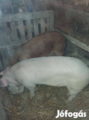 Borjú érdekel cserébe lennének disznok
