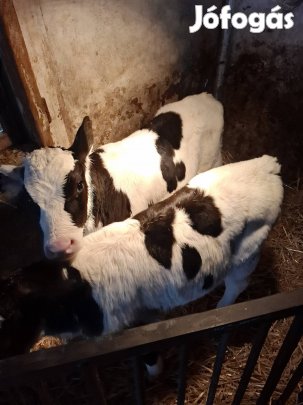 Borjúk Költöznének 