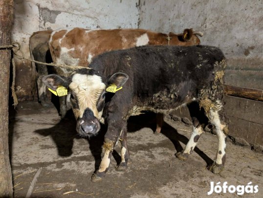 Borjúk eladó üsző