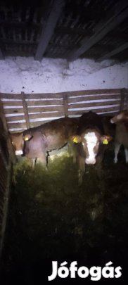 Bórjúk költöznének! 