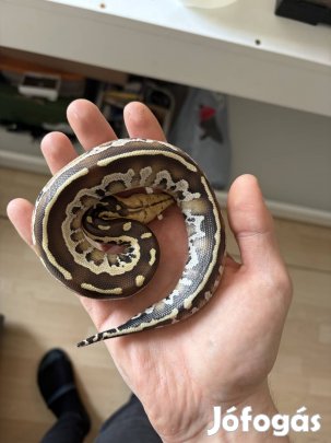 Borneói rövidfarkú piton