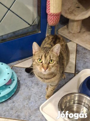 Boróka2 Cukika cica örökbefogadó gazdát keres ingyenesen