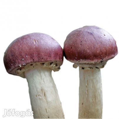 Boroskupakgomba [Stropharia Rugosoannulata]Oltóanyag 10ml (6356)