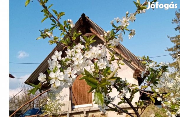 Borospince, szőlőterület