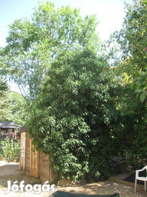 Borostyán tövek cserépben eladóak !