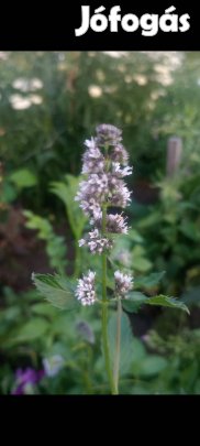 Borsmenta földlabdás