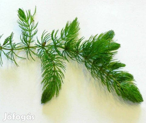 Borzhínár kerti tóba