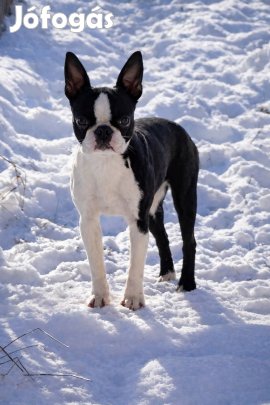 Boston terrier szuka Törzskönyvvel