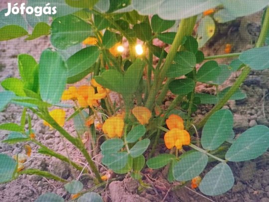 Bőtermő Földimogyoró termesztése házilag