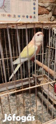 Bourk papagáj tojó