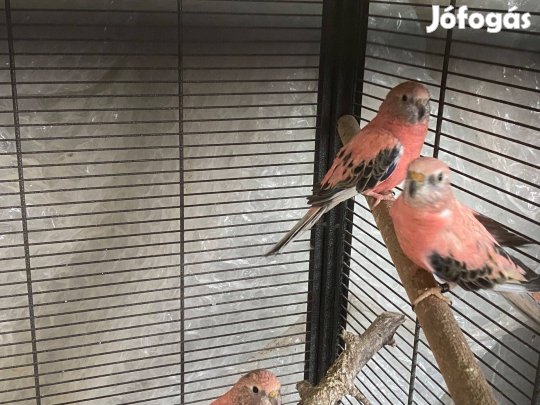 Bourk tojók eladók