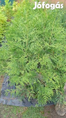 Brabant tuja kont.eladó