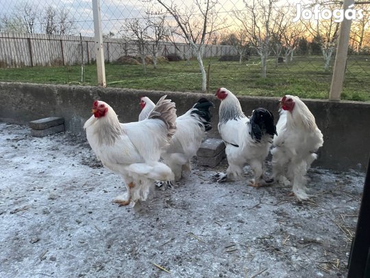 Brahma Columbian Kakas