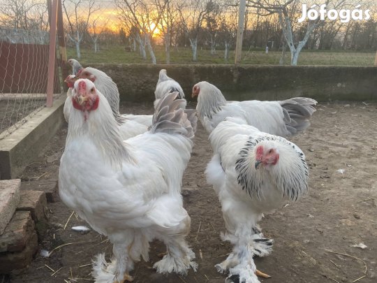 Brahma Columbian Kakas