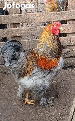 Brahma Kakasok Eladók