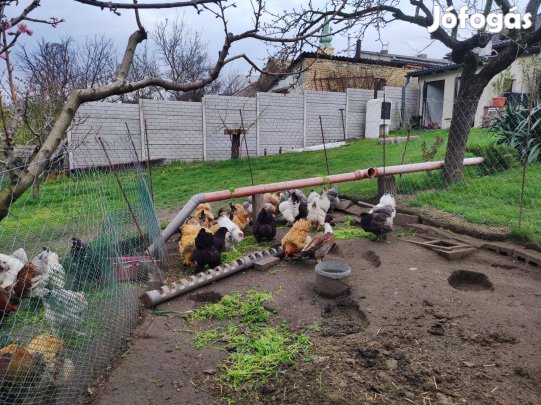 Brahma Naposcsibe Eladó