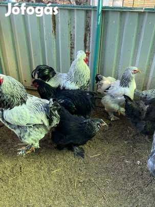 Brahma Sussex tojás