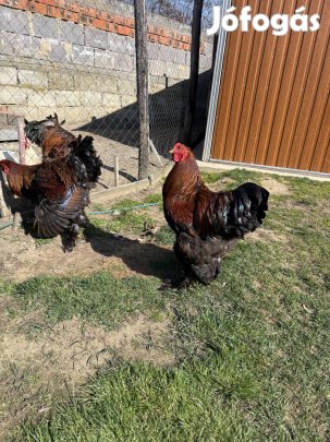 Bráhma Tojás Eladó !!!