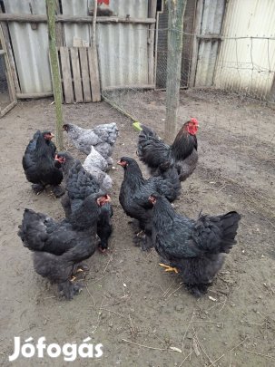 Brahma Tojas Elado..!!