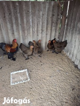 Brahma Tojas Elojegyezheto.!!