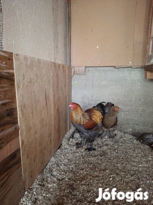 Brahma  Kék  Fogoly