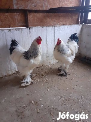 Brahma baromfi kakas eladó