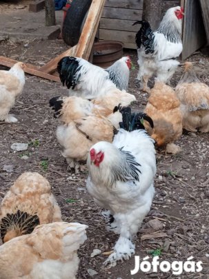 Brahma colombiál kakas eladó
