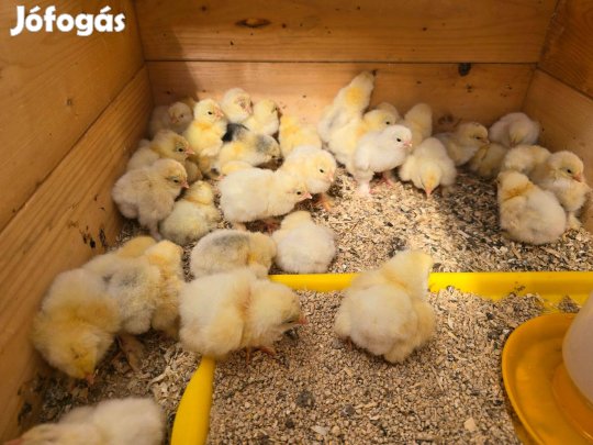 Brahma columbia napos csibe